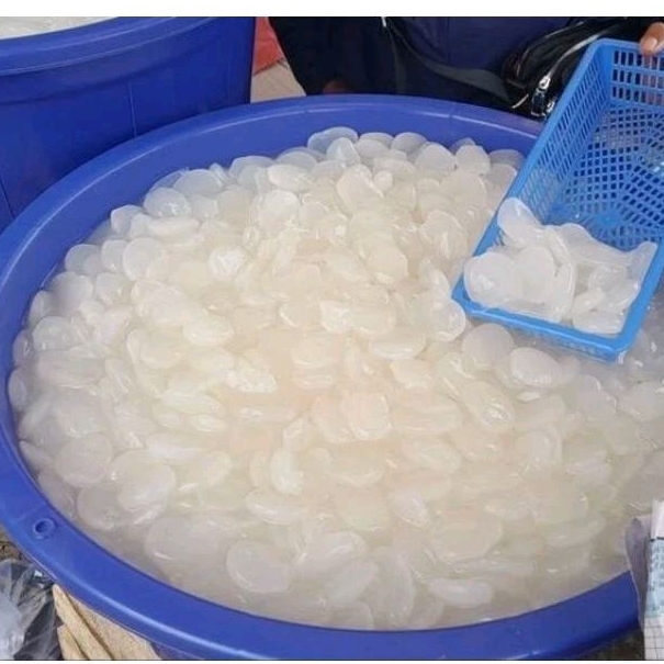 

Buah Kolang Kaling 250-500 gram / Kolangkaling Muda & Segar ( Tap hari Produksi )