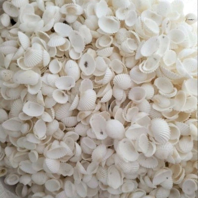 Cangkang Kerang Hiasan Dekorasi Aquarium Filter Air Serbaguna