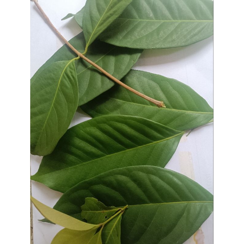 

DAUN SALAM SUPER WANGI 250 gram || LANGSUNG PETIK DARI POHON 100℅