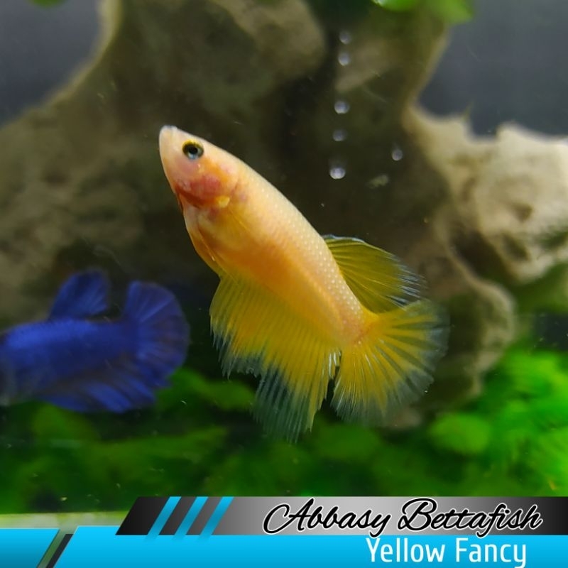 Halfmoon Yellow Fancy Female Real Picture 02