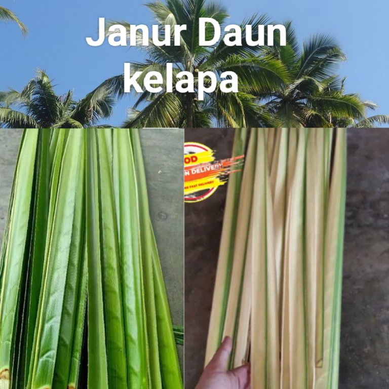 

WCV342 SUPER DISKON JANUR DAUN KELAPA TUA dan MUDA 1kg