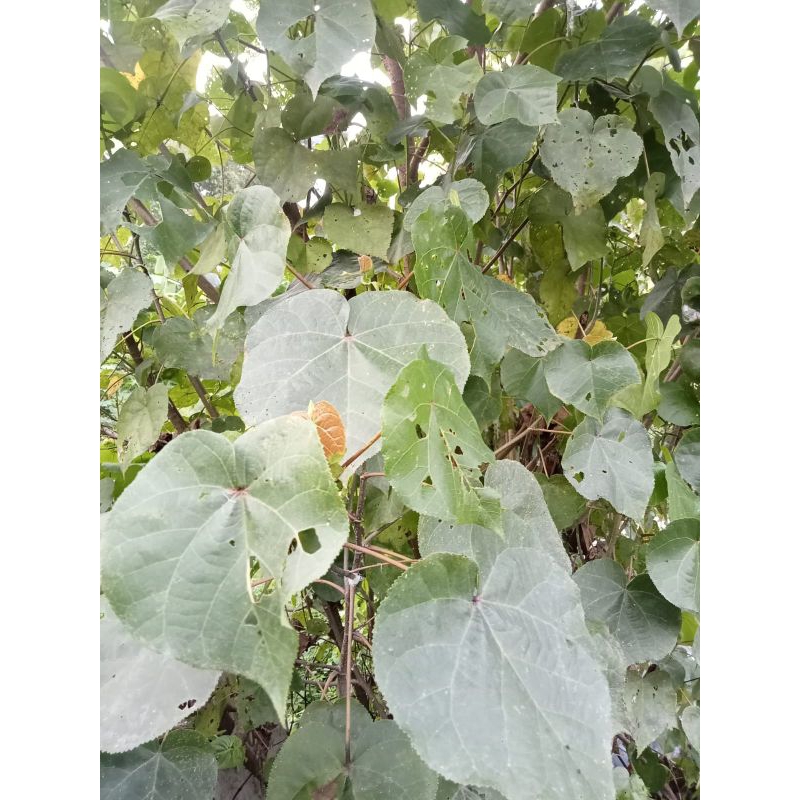 

daun waru segar 500gram