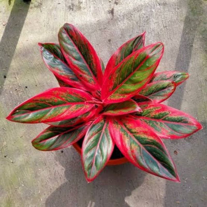 TERLARIS AGLONEMA RED AURORA - AGLONEMA SIAM AURORA - AGLONEMA RED LIPSTIK