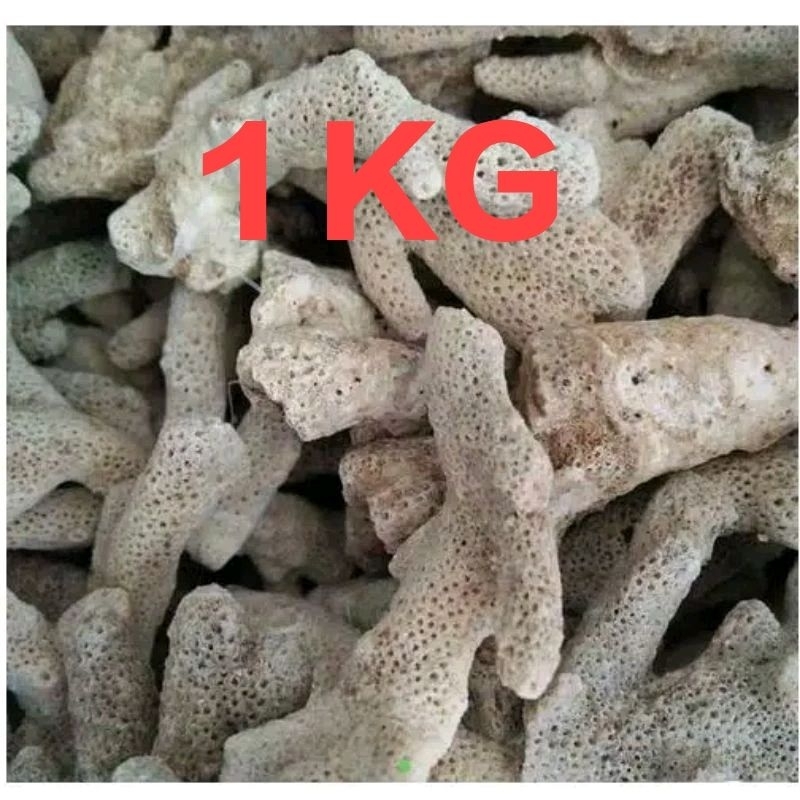 KARANG JAHE BUFFER PH AIR RUMAH BAKTERI MEDIA FILTER AQUARIUM AIR TAWAR & AIR LAUT MURAH