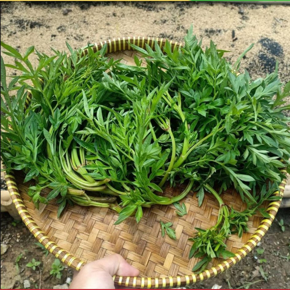 

[JM_SoFresh] Sayur Daun Kenikir Segar Per Ikat