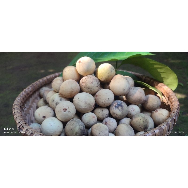 

BUAH DUKU PURBALINGGA