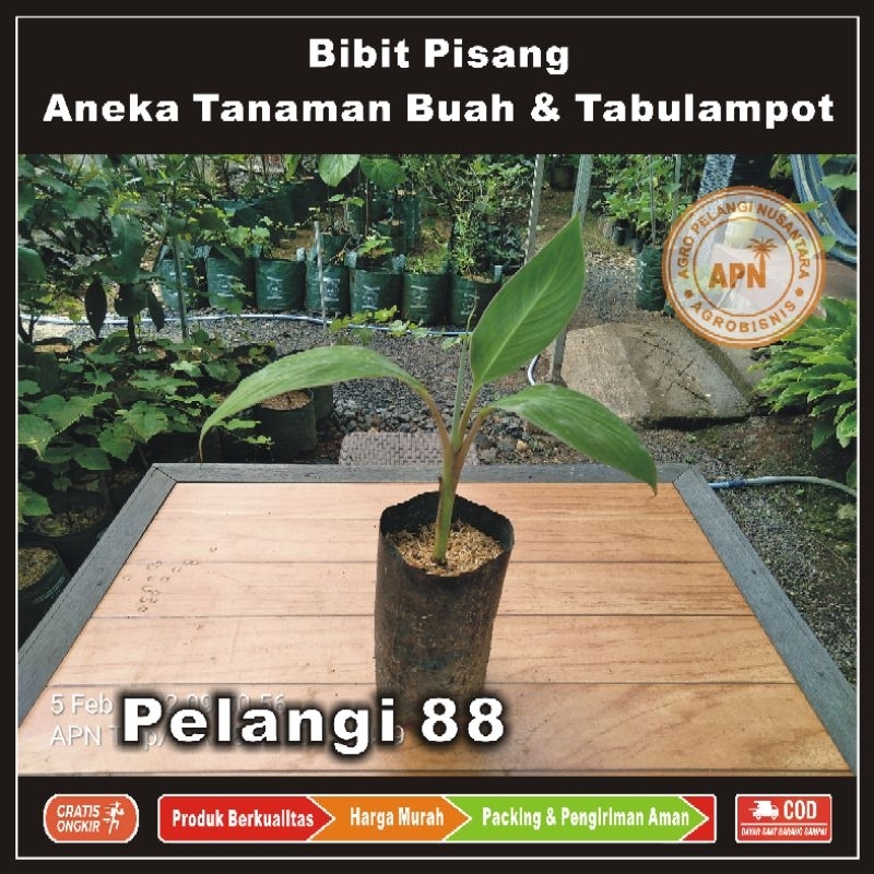 Bibit Pisang , Bibit Tanaman Buah Pisang , Bibit Tanaman Buah & Aneka Tabulampot , Pisang