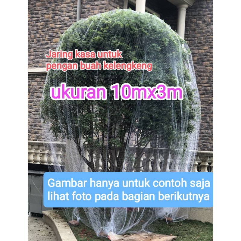 Jaring kasa pengaman buah kelengkeng dari serangan kelelawar jaring kelengkeng jaring pengaman