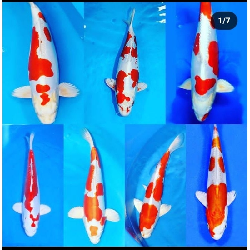 KOI KOHAKU ASLI BLITARAN SIZE 10-12CM