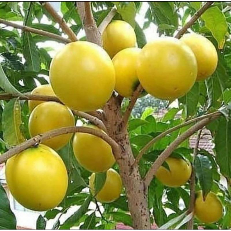 Bibit Sawo Abiu Jumbo / Sawo Australia Hasil Okulasi