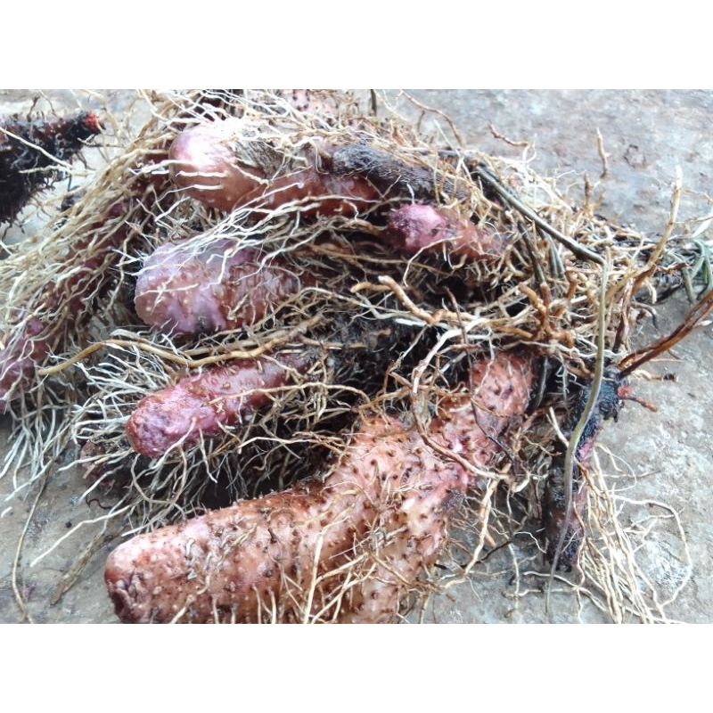 gadung Wulung/hitam 1kg jaminan asli, yang di panen dari hutan liar