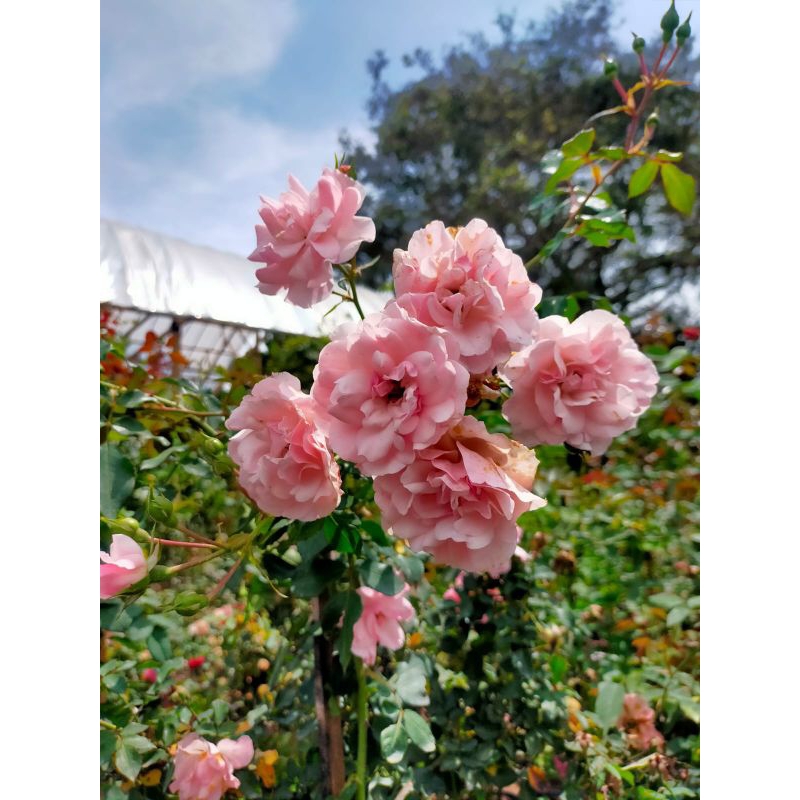 Tanaman Hias bunga mawar import pink gerombol - Rosario