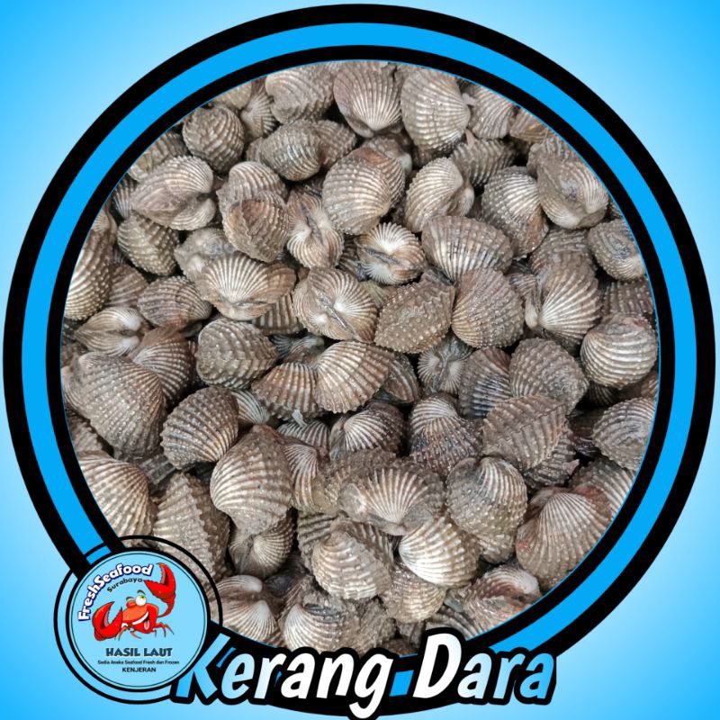 

KERANG DARA BESAR SEGAR 1 kg