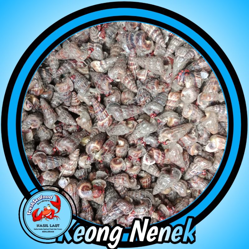 

Keong nenek/siput katanglo