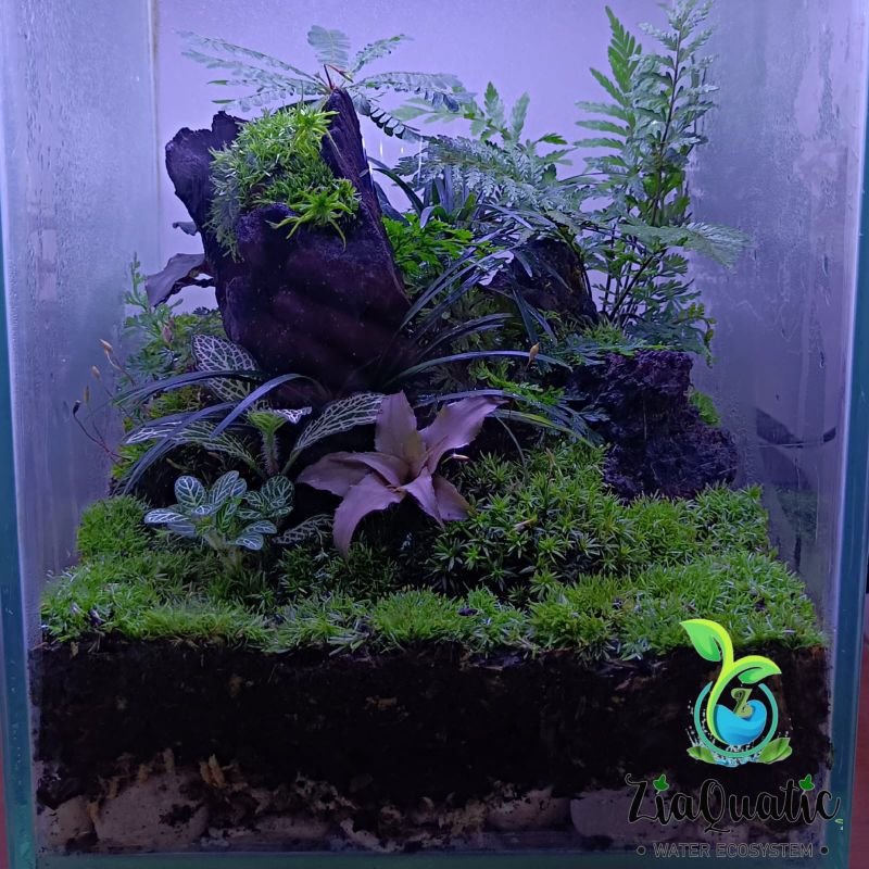 Paket Tanaman Terrarium Jungle - Paludarium Indoorplant