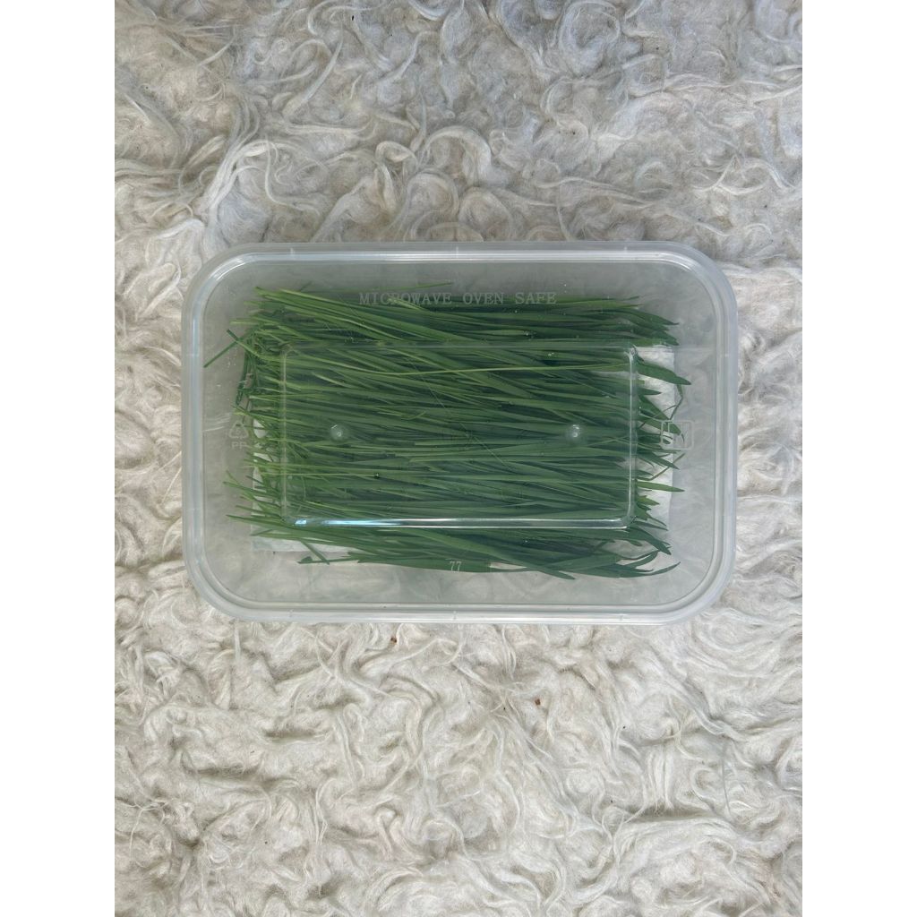 

Wheatgrass microgreens