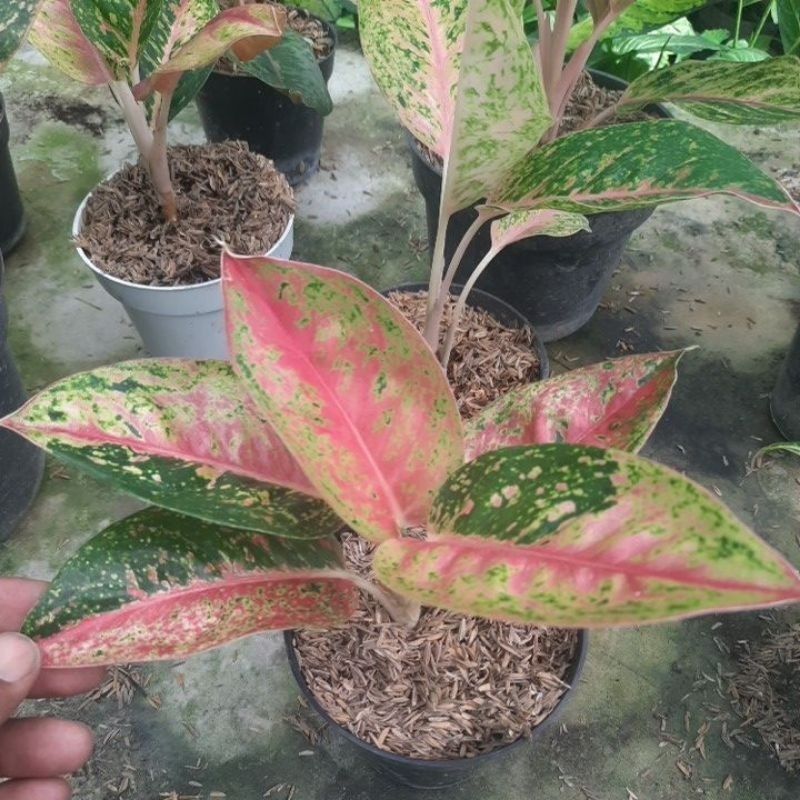 Aglonema mahaseti/ aglo mahaseti cakep