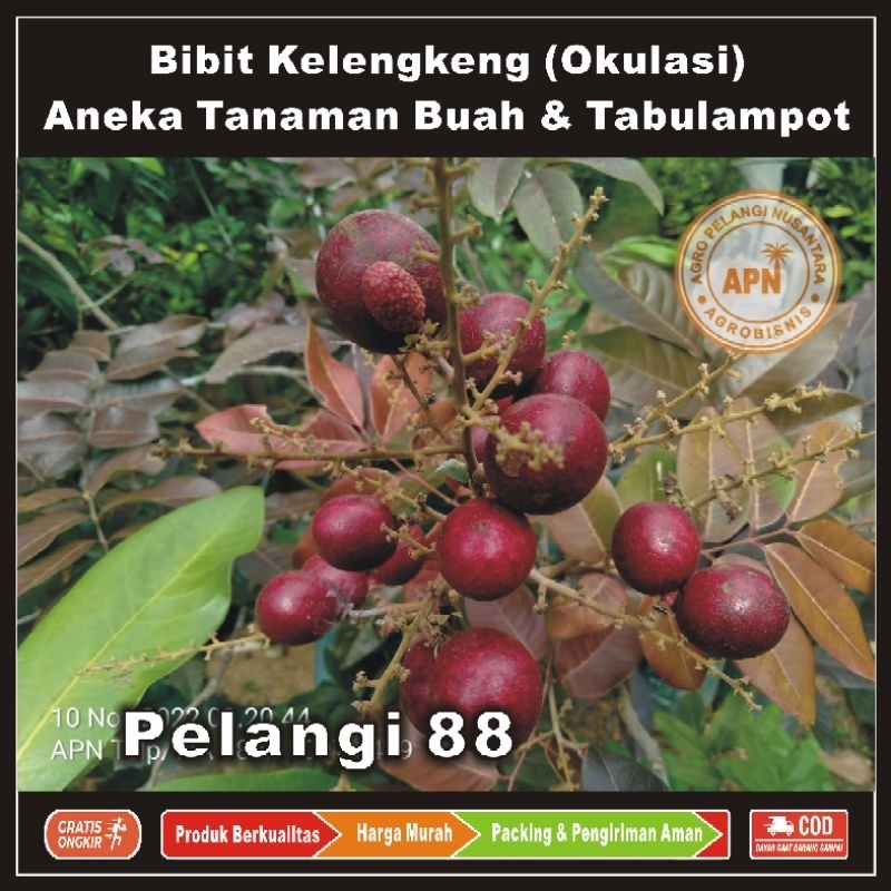 Bibit Kelengkeng , Bibit Lengkeng , Bibit Tanaman Buah & Aneka Tabulampot , Kelengkeng