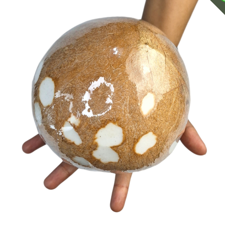 

SAYUR SEGAR - KELAPA UTUH 1 BUAH