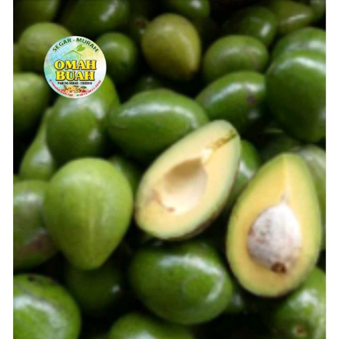 

XYE495 XG34448 Alpukat Mentega 1 kg