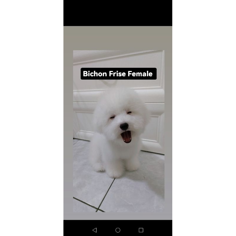 Bichon Frise Female