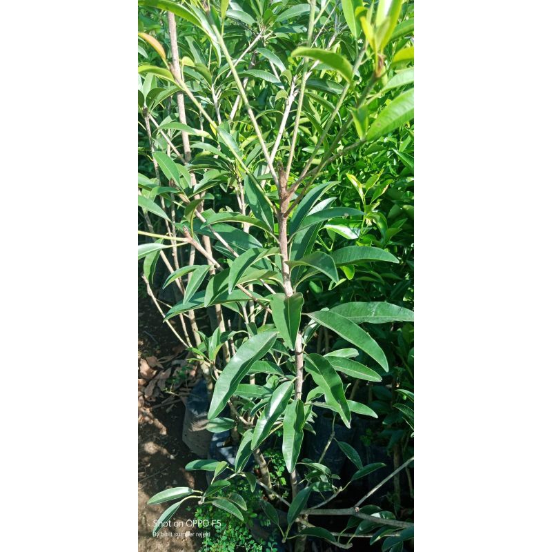 BIBIT SAWO MANILO SAWO MADU SUPER MANIS LEMBUT