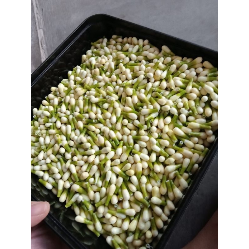 BUTIRAN MELATI IMITASI PREMIUM