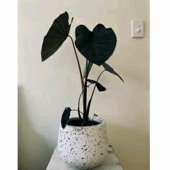 Tanaman Hias Colocasia Black Magic/Keladi Black Magic/Caladium Esculenta Little Black