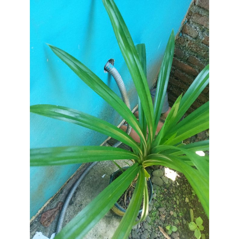 

Daun Pandan wangi fres 1kg 16.000