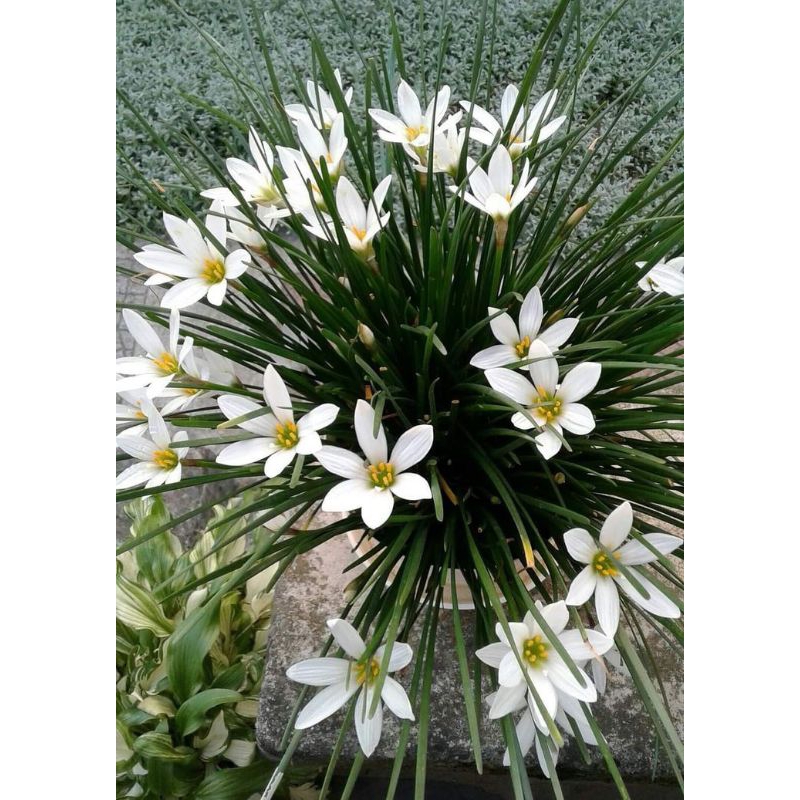 Tanaman Hias Rain Lily Putih - Lily Hujan Bunga Putih