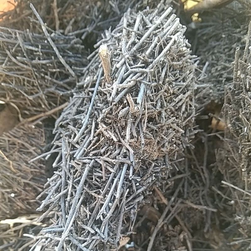 Pakis media tanam anggrek