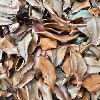 

Daun Cengkeh Kering / Dried Clove Leaves 10 gr
