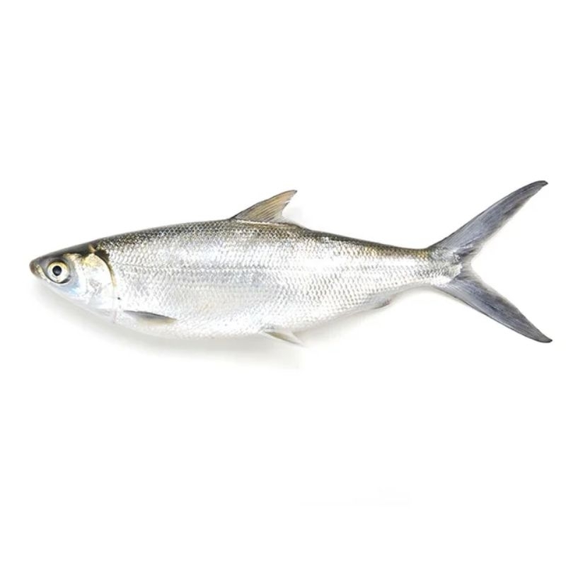 

Ikan Bandeng Super