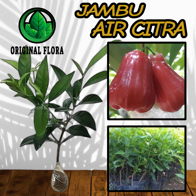 Bibit Tanaman Jambu Citra Jambu Air Pohon Jambu Citra