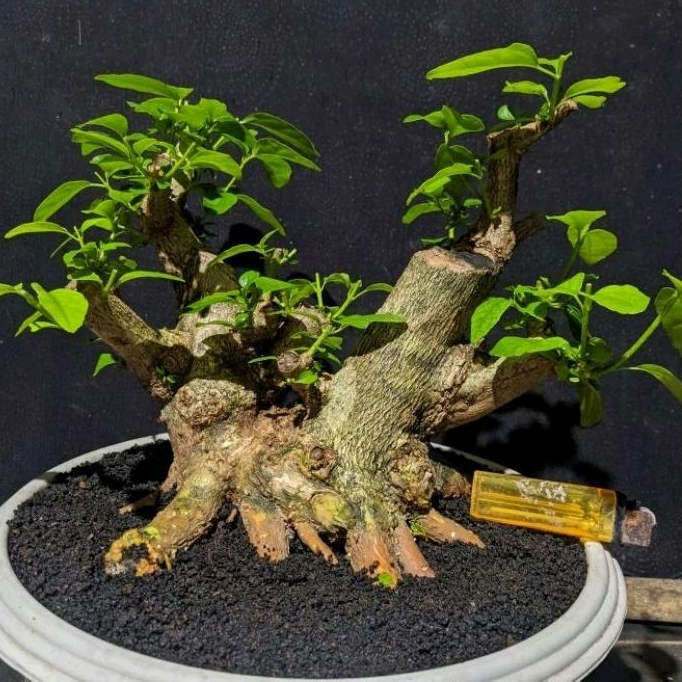 bahan bonsai wahong besar ngepen  program akar muter cakep sesuai gambar