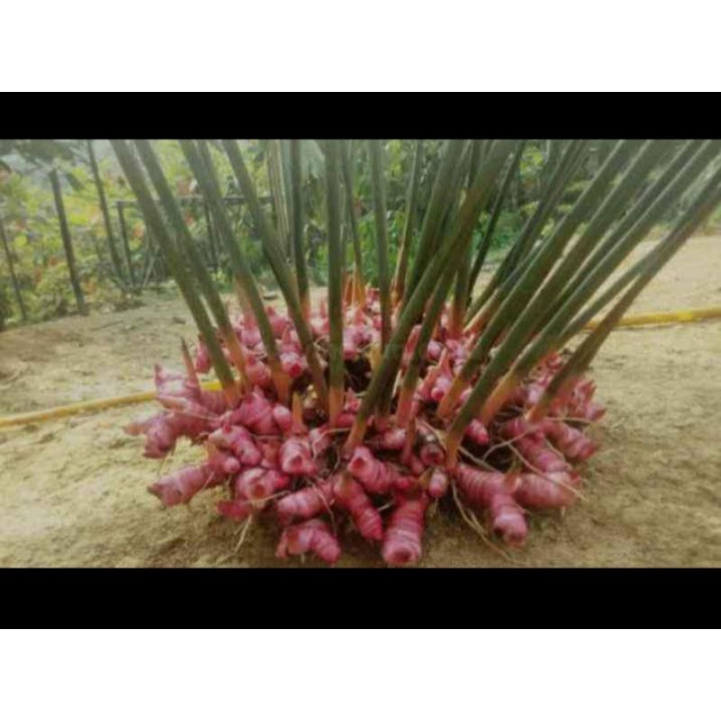 

lengkuas merah dan putih