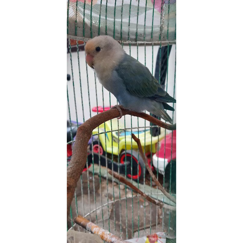 Lovebird non klep unsexing