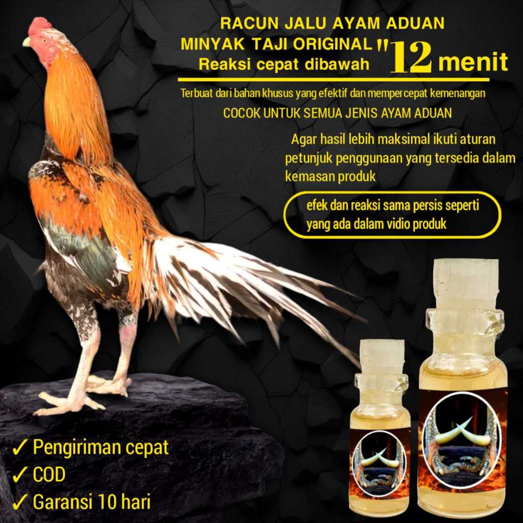 doping ayam bangkok pama mangon birma racun jalu jago tarung