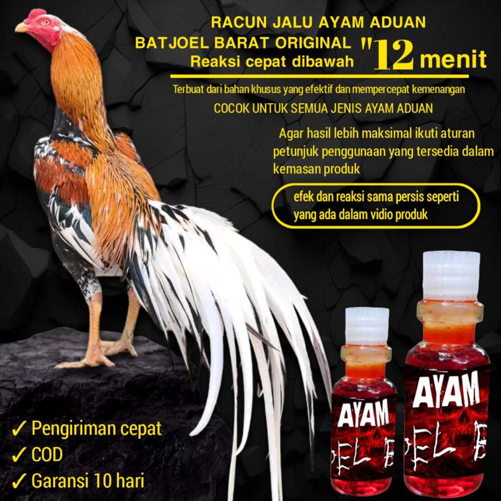 doping ayam bangkok tarung pama ninja racun jalu jago birma