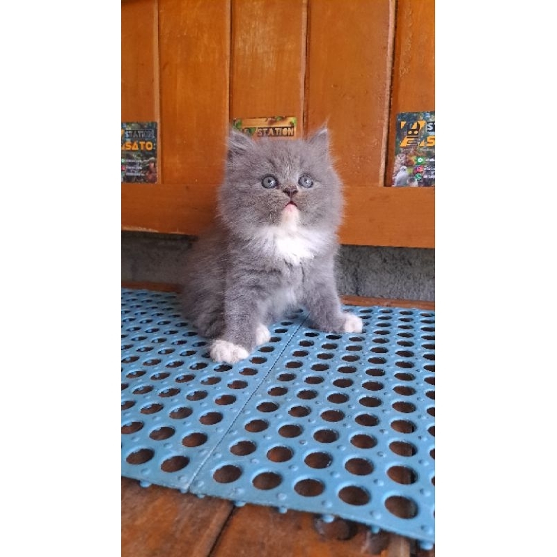 Kitten Persia Abu Putih Mix bigbone
