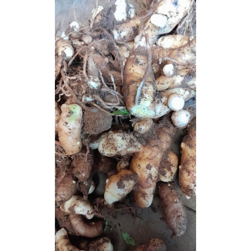 

kunyit putih segar 1 kg