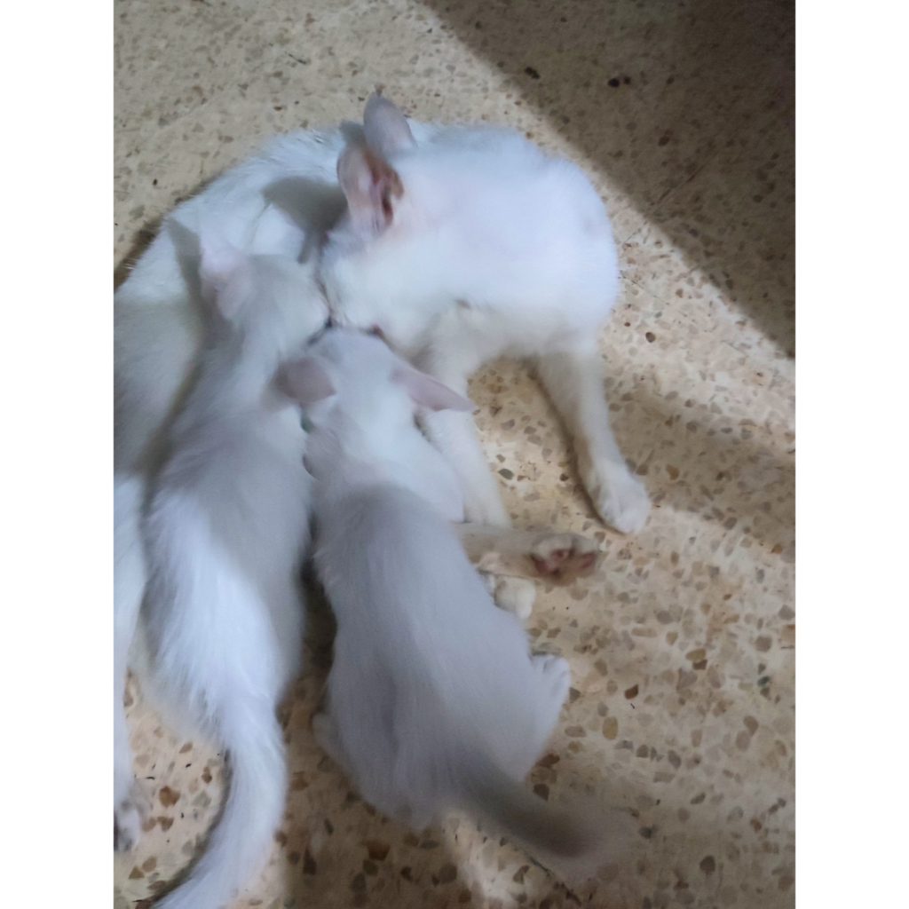 Kucing Betina Putih, Mata Biru