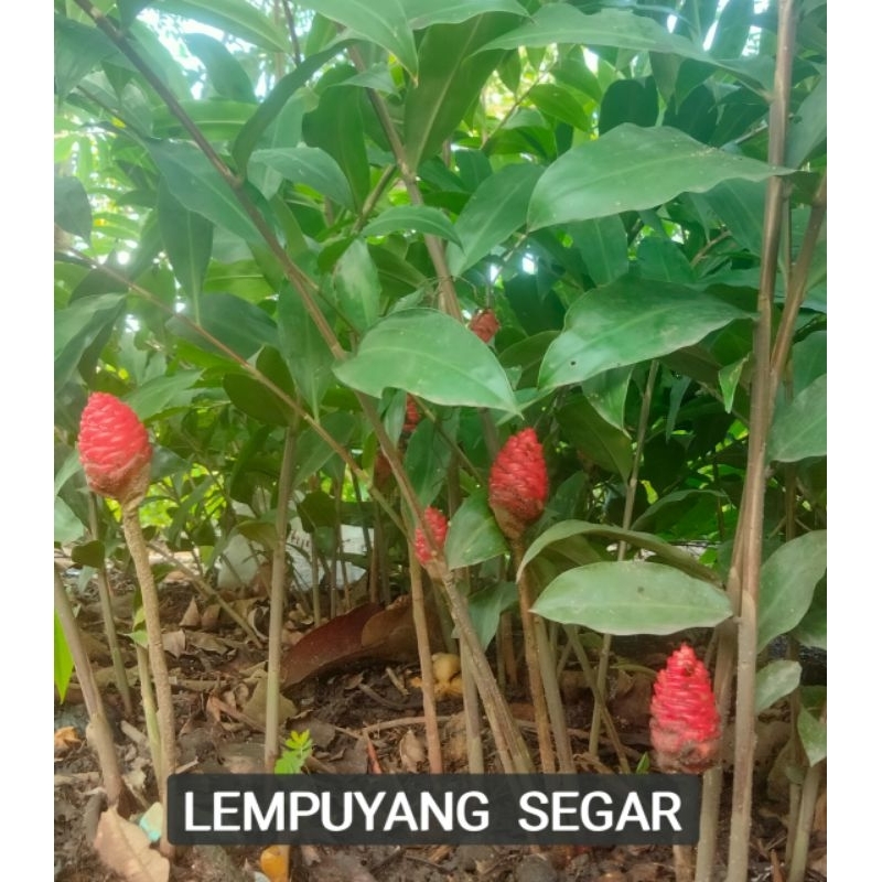 

250 gram LEMPUYANG ASLI SEGAR HERBAL ALAMI