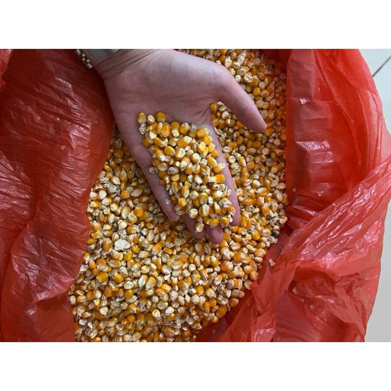 

JAGUNG BULAT KILOAN