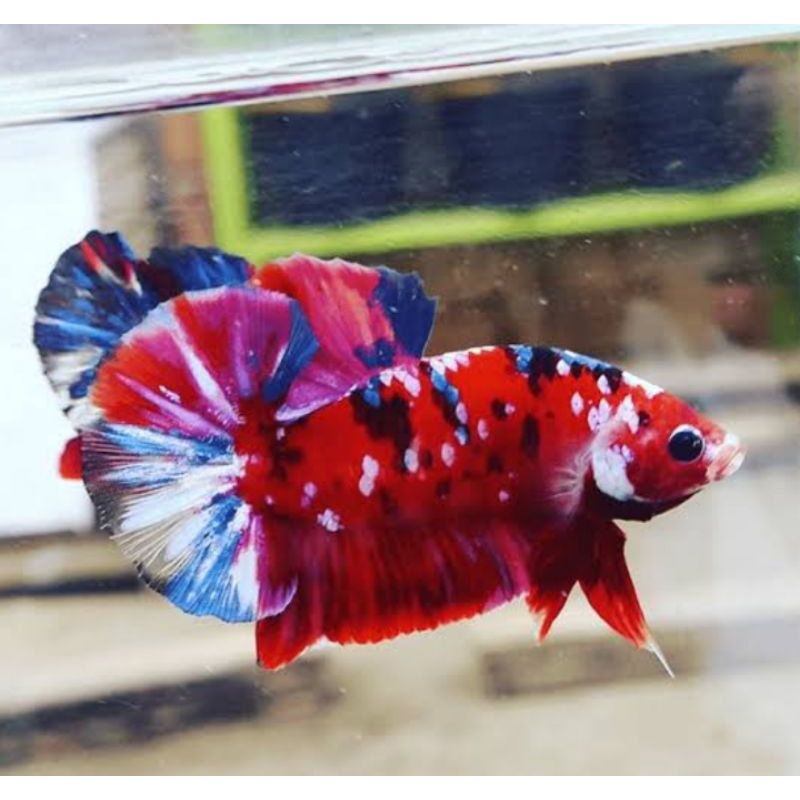 ikan cupang pelakat multicolor yellow koi red koi cupang hias untuk penghobi atau indukan