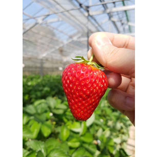 

Strawbery Mencir Fresh Segar Jumbo A AB Besar Mini Premium-FS