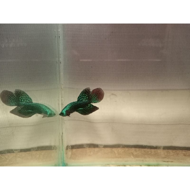 wild Betta smaragdina green  5-6 cm pasangan