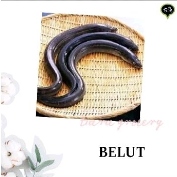 

Belut fresh