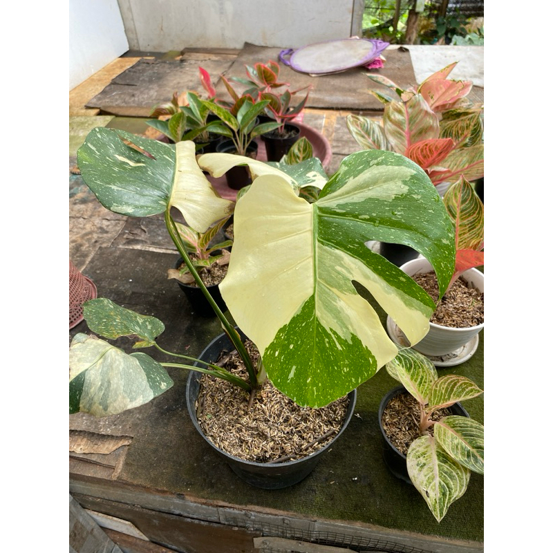 monstera thailand - monstera monthai varigata