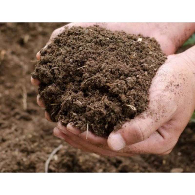 pupuk kandang (sapi)